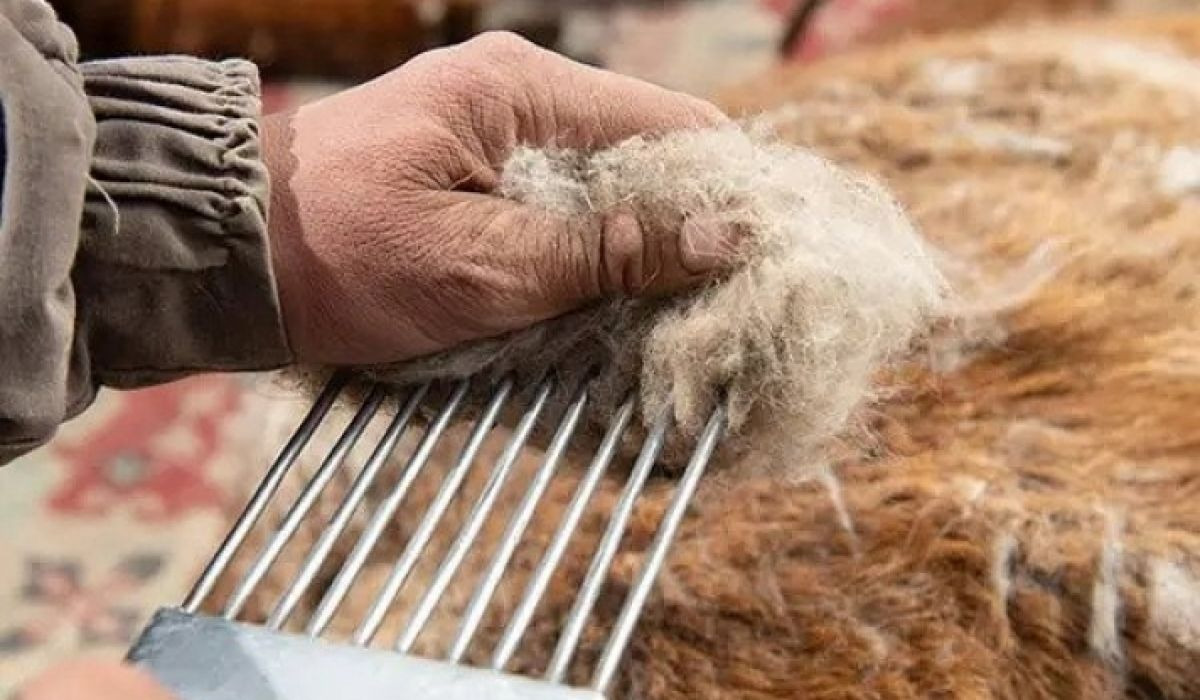 Ноолуурын улирал эхэллээ